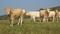 Toplanan inek sütü miktarı ocakta azaldı