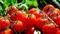 Türkiye'nin domates ihracatı 280 milyon dolara ulaştı 