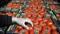 Rusya'nın domates alım kotasını artırmasından ihracatçı memnun