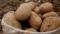Yozgat'ta 6 çeşit yerli patates tohumu ekildi 