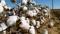 Adana'da pamuk üretimi artıyor