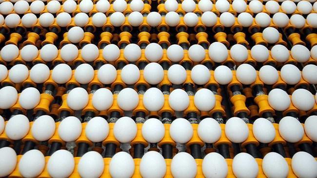 Yumurta ihracatı rekora koşuyor | Sektör Haberleri