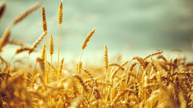 Tescilli yerli buğday çeşitleri verimi artıracak | Sektör Haberleri