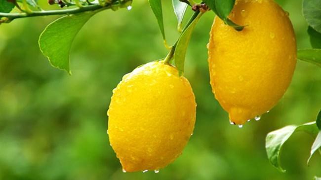 Limon üreticisi umudunu Rusya'ya bağladı | Sektör Haberleri