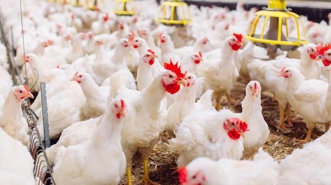 Ticaret Bakanlığı: Beyaz ete ihracat yasağı geliyor  | Ekonomi Haberleri