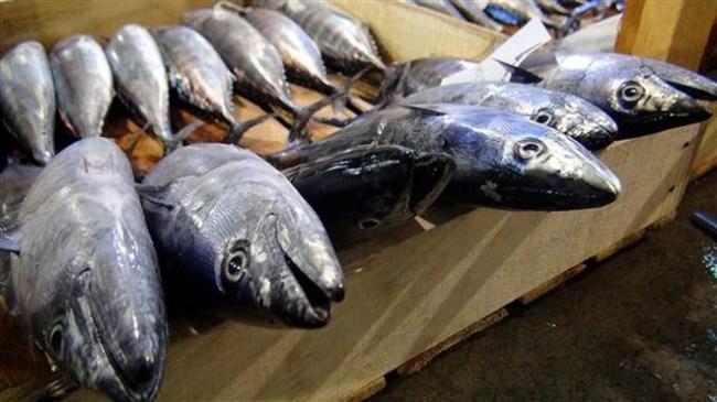 Türkiye'den 64 ülkeye balık ihracatı | Sektör Haberleri