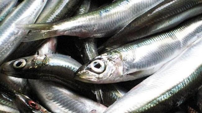 Samsun'da av yasağı öncesi balıklara yoğun talep | Sektör Haberleri