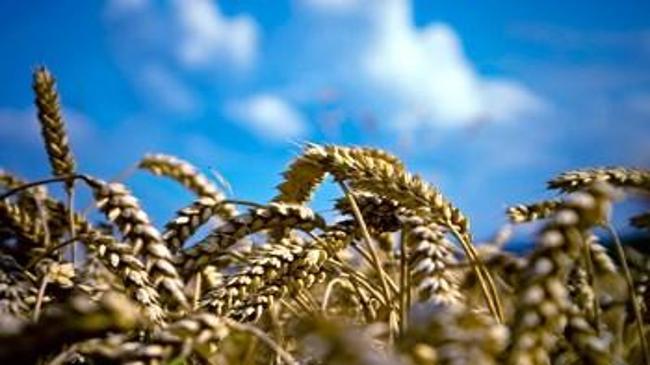 Buğday fiyatları hızlı geriledi | Genel Haberler