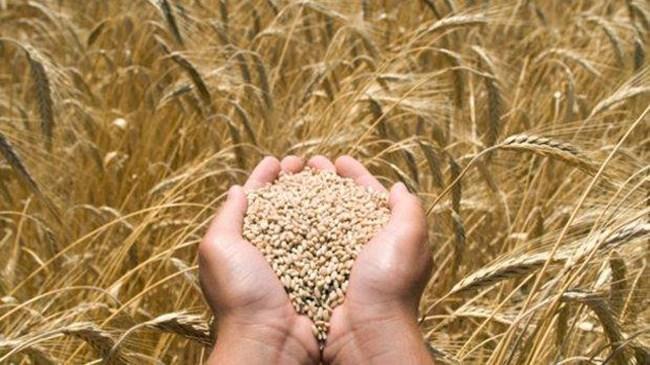 "Buğday piyasası işlemez hale geldi" | Genel Haberler