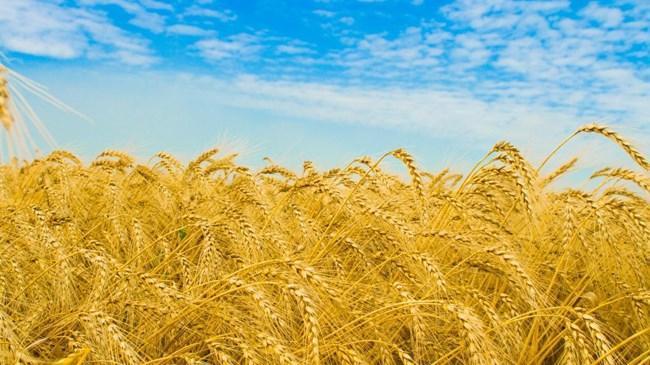 Buğday krizi derinleşiyor | Ekonomi Haberleri