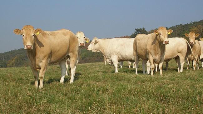Toplanan inek sütü miktarı ocakta azaldı | Sektör Haberleri