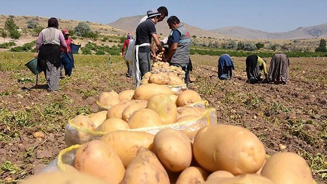 Patates fiyatına 'yazlık hasat' freni | Sektör Haberleri