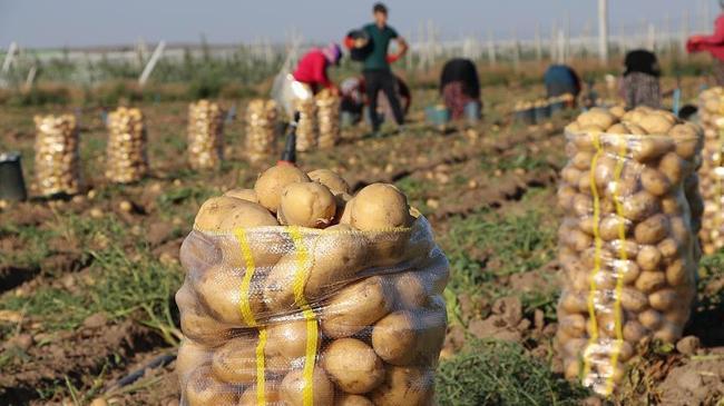 Sivas'ta 7 çeşit yerli patates üretildi | Kobi Haberleri