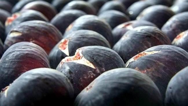 Siyah incir ihracatı 29 Temmuz'da başlıyor | Genel Haberler