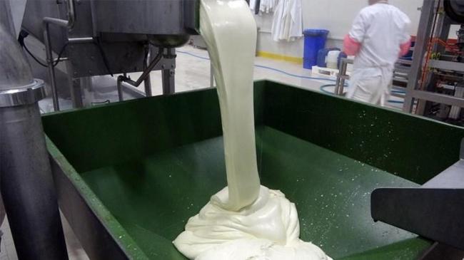 İlk süt işleme tesisi! 770 ton ürün elde edildi
