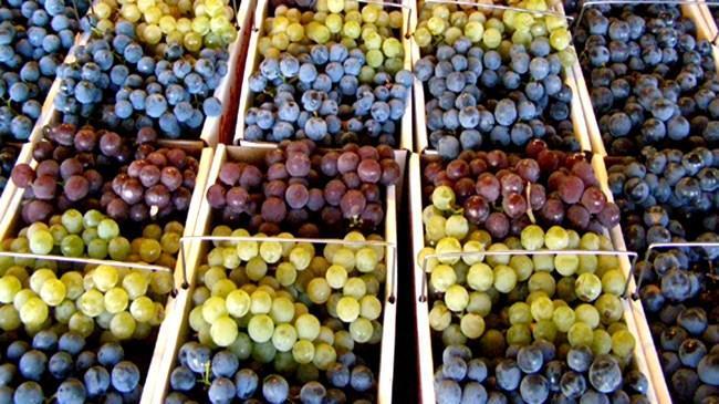Yılın ilk üzüm ihracatı Alaşehir'den yola çıktı | Şirket Haberleri