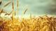 Şanlıurfa'da GAPTAEM tarafından geliştirilen ve tescillenen iki yeni buğday çeşidiyle dekar başına yaklaşık bir ton verim elde ediliyor.