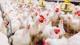 Ticaret Bakanlığı: Beyaz ete ihracat yasağı geliyor 