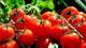 Türkiye'den haziranda yapılan domates salçası ihracatı geçen yılın aynı dönemine göre yaklaşık 3 kat arttı.