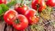 Türkiye'nin domates ihracatı, yılbaşından bu yana geçen yılın aynı dönemine göre yüzde 13 artarak 98 milyon dolara çıktı, ilk sırayı 40 milyon dolarla Rusya aldı.