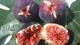 Kate Bursa incirini tavsiye edince ihracat'ta rekoru kırdı                                                                                            