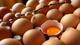 Ordu'da "Organik Yumurta Üretimi Geliştirilmesi Projesi" kapsamında 2 yıl önce üreticilere dağıtılan yarka tavuklarından yıllık 16 milyon organik yumurta üretimi hedefleniyor.